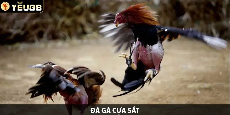 Đá Gà Cựa Sắt – Nơi Trải Nghiệm Sự Hồi Hộp Và Vui Sướng