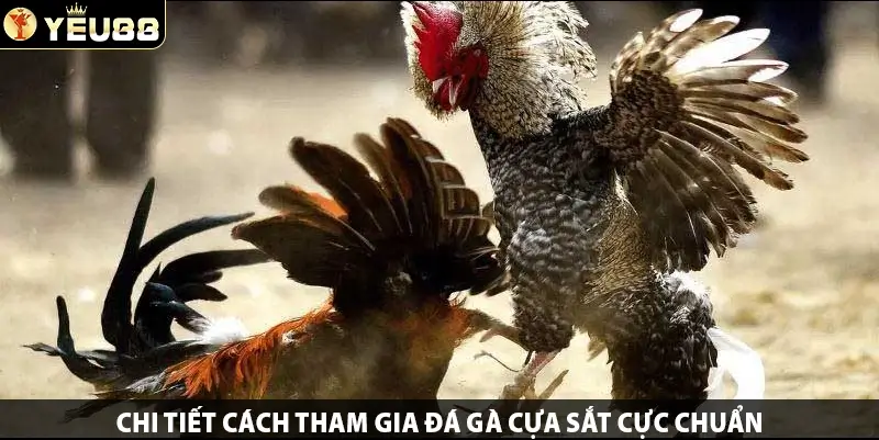 Chi tiết cách tham gia Đá Gà Cựa Sắt cực chuẩn