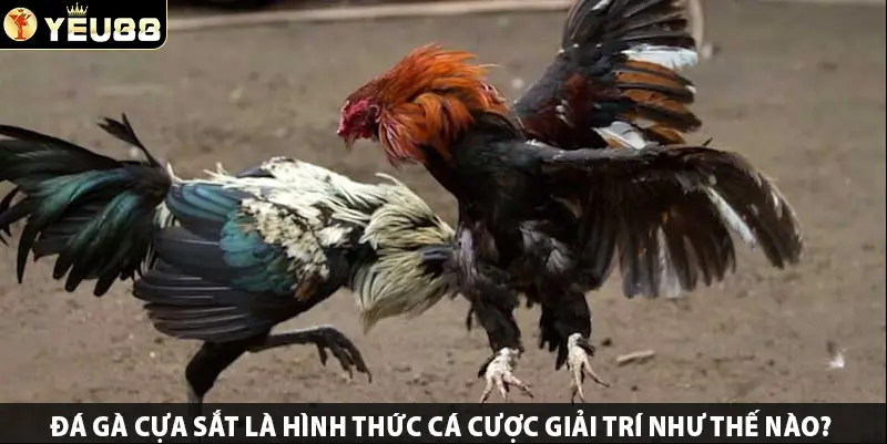 Đá Gà Cựa Sắt là hình thức cá cược giải trí như thế nào?