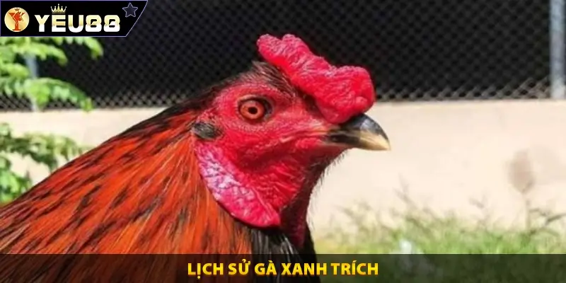 Lịch Sử Gà Xanh Trích – 1 Con Gà Danh Mọi Kê Thủ Điều Biết